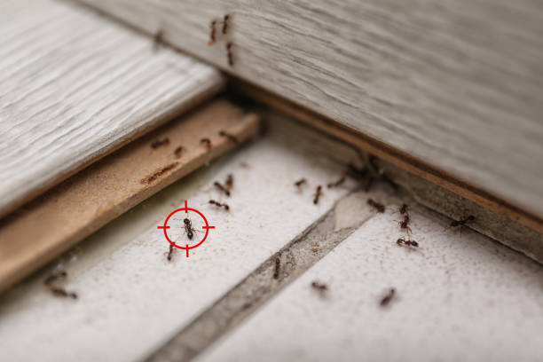 Best Flea Control Services  in Crownsville, MD